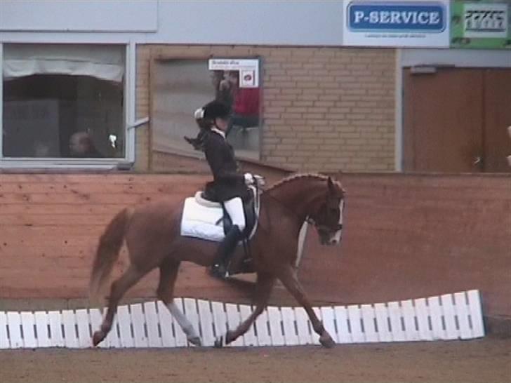 DSP Amie - stævne i Ikast billede 17