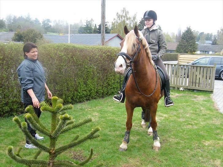 Welsh Cob (sec D) felix (Himmelhest) - en tur hjem i haven den sidste dag sammen billede 3