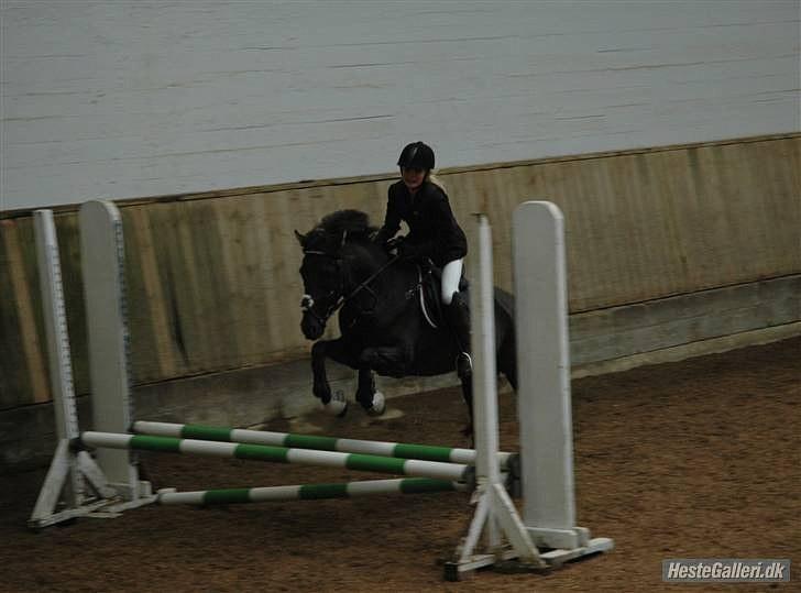 Hollandsk Sportspony Stuntman - Astrid og Stunt til stævne på MAK billede 14