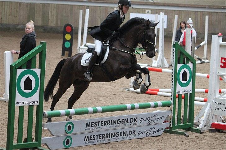 Hollandsk Sportspony Stuntman - Smukke pony med Astrid :) Stævne MAK marts 2011 Foto: Stine billede 3