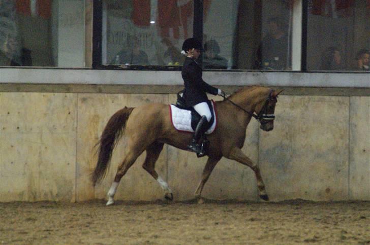 Tysk Sportspony ¤Mennecy - A-Pony<3  - han er bare ved at være fin min lille pony ! Stævne i Vestbirk billede 3
