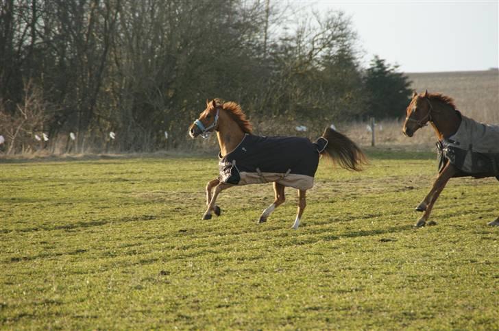 Tysk Sportspony ¤Mennecy - A-Pony<3  - Mennecy, jeg er total sej, siger han , hahah <3 billede 4