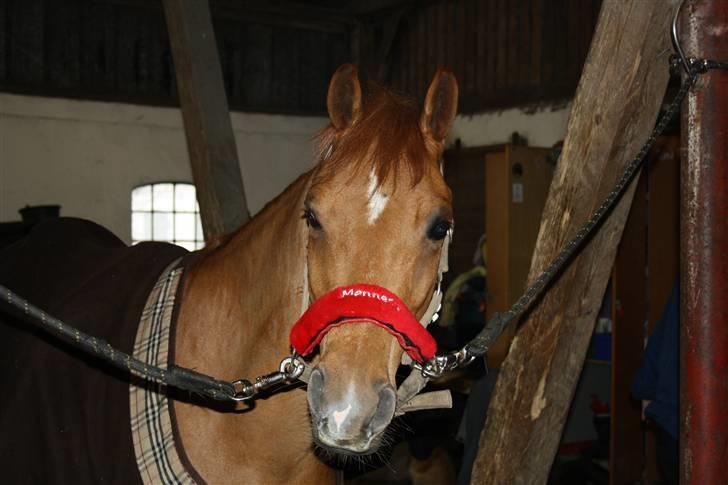 Tysk Sportspony ¤Mennecy - A-Pony<3  - hans smukke og charmerene hoved ;P <3 Foto Mille Warncke billede 7