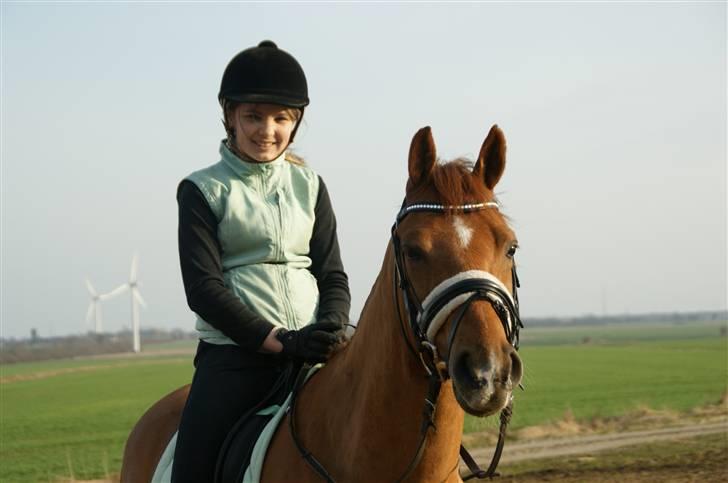 Tysk Sportspony ¤Mennecy - A-Pony<3  - Mennecy kigger ud af vinduet i hans boks ;P  Foto: Mor billede 10