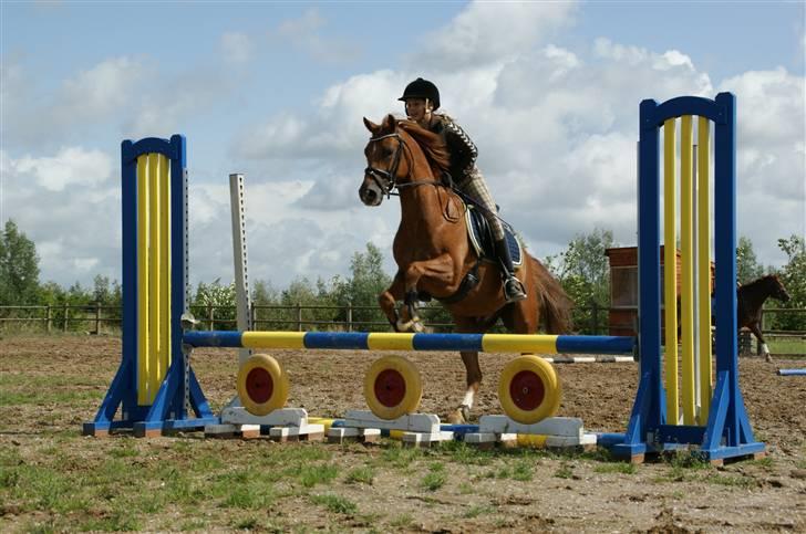 Tysk Sportspony ¤Mennecy - A-Pony<3  - , mennecy og jeg springer ( 70 cm ) , MIN ALLROUND PONY! Foto: Hanne Brænden Fet billede 11