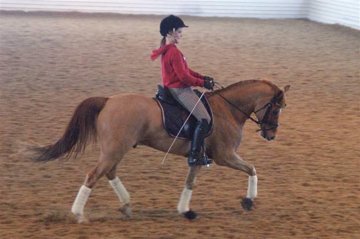 Tysk Sportspony ¤Mennecy - A-Pony<3  - Undervisnig ved Ann-Catrin Lübbe <3 Rider lidt dyb ;O  billede 14