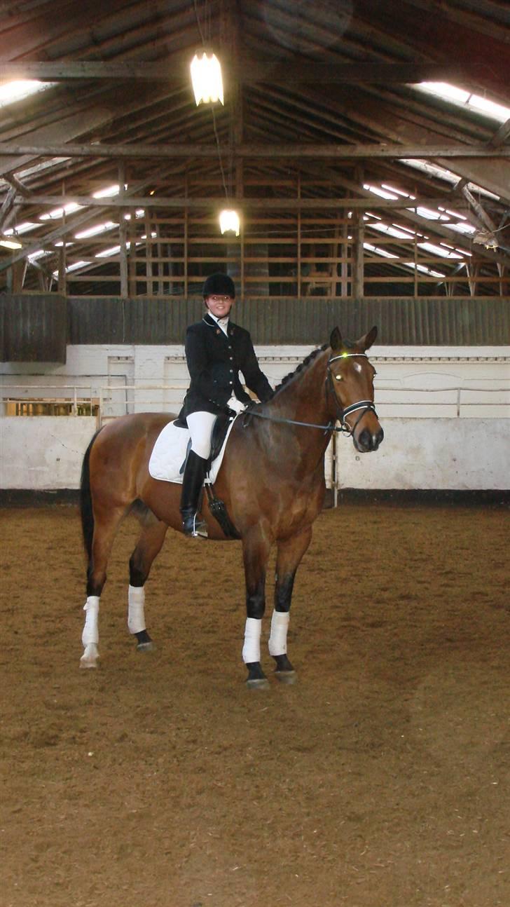 Dansk Varmblod Robin Hood - Vores første stævne. billede 1