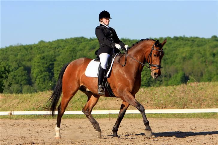 Dansk Varmblod Robin Hood - Til stævne i ABR 2008 billede 2