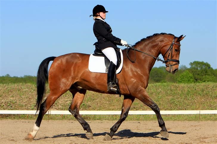 Dansk Varmblod Robin Hood - Til stævne i ABR 2008 billede 3