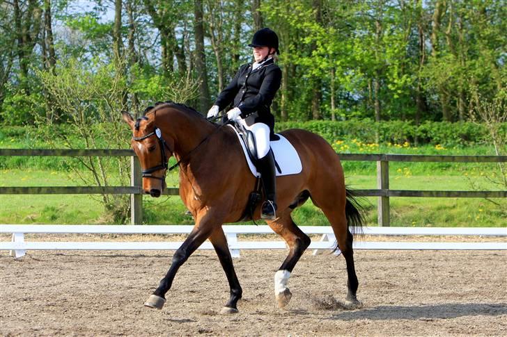 Dansk Varmblod Robin Hood - Til stævne i RISK 2008 billede 4