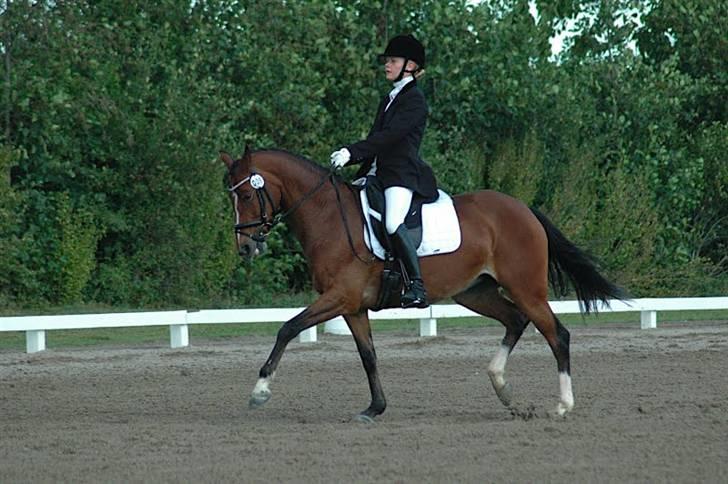 Welsh Pony af Cob-type (sec C) Kielshoop Honey Starlight - A-finalen DM 2009 billede 14