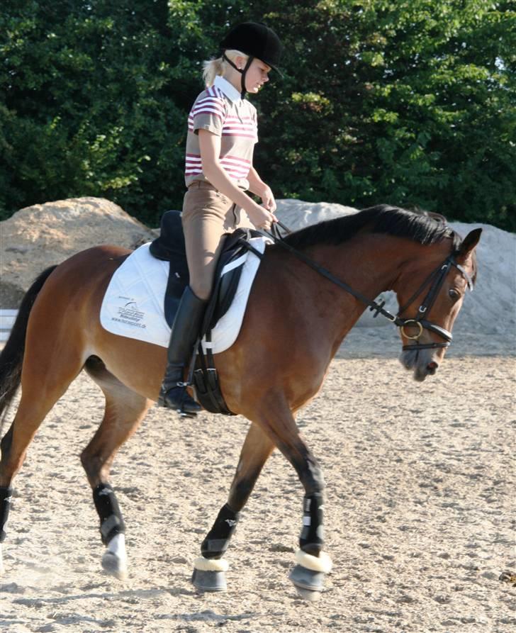 Welsh Pony af Cob-type (sec C) Kielshoop Honey Starlight - 2009 solrød billede 15