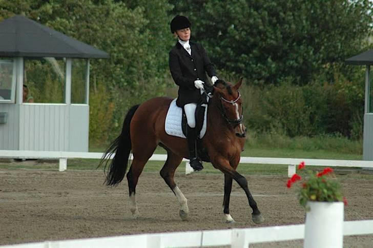 Welsh Pony af Cob-type (sec C) Kielshoop Honey Starlight - A-finalen DM 2009 billede 17