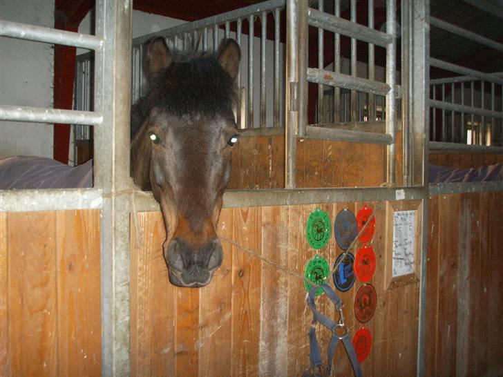 Anden særlig race Westergaard`s Mike-B-Pony - Mike i boks <3 billede 5