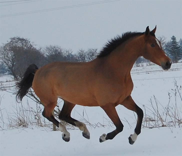 Dansk Varmblod Engdal´s Karisma - Januar 2010 billede 14