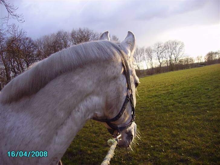 Welsh Pony af Cob-type (sec C) Magic's Chimano -  R.I.P Smukke fyr <3 - Velkommen til Smukke Chimo profil :) Tag et kig rundt og smid en kommentar :D billede 1