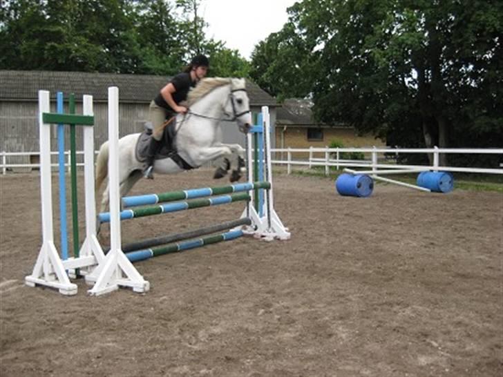 Welsh Pony af Cob-type (sec C) Magic's Chimano -  R.I.P Smukke fyr <3 - Cille der springer på Chimano :) billede 7
