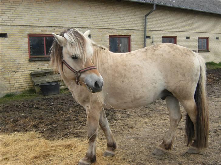 Fjordhest TOFTEGAARDENS DRABANT   - NEJ du må da ikke tage billeder af mig nu, jeg er jo møgbeskidt, har jo rullet mig  billede 6