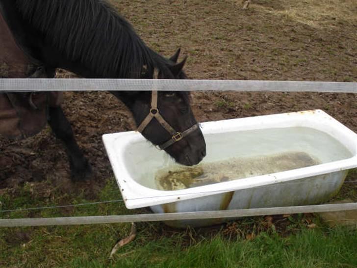 Anden særlig race Black Shadow - Solgt - Mmm... vand... marts 2008 billede 15