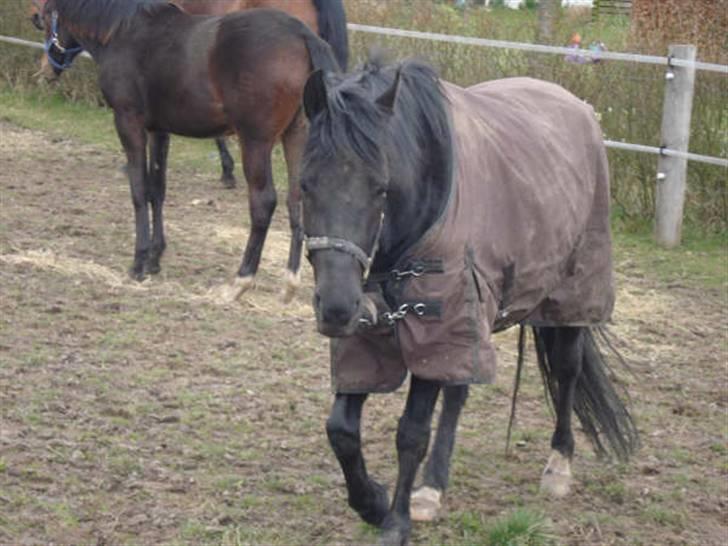 Anden særlig race Black Shadow - Solgt - Black marts 2008, nu med et rask øje:P billede 16