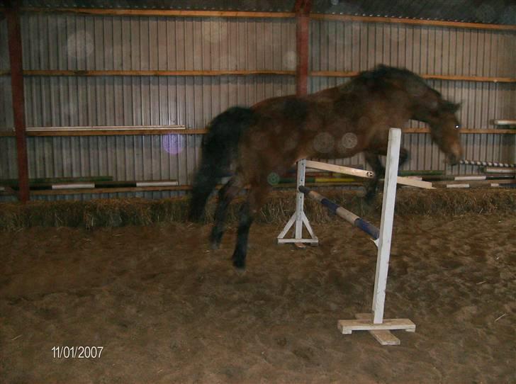 Dansk Varmblod tiffani billede 9