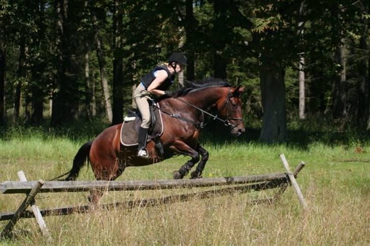 Dansk Varmblod Stenvænge Pola (R.I.P.) billede 13