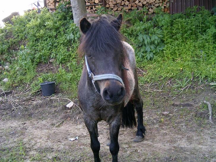 Anden særlig race salka (solgt) R.I.P billede 3
