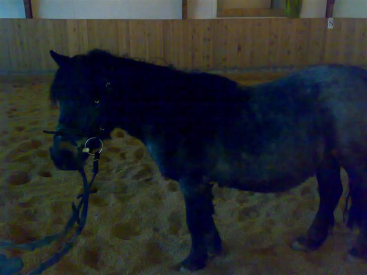 Anden særlig race salka (solgt) R.I.P billede 4