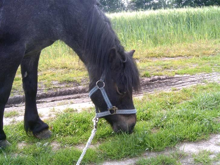 Anden særlig race salka (solgt) R.I.P billede 5