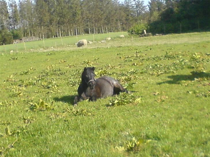 Anden særlig race salka (solgt) R.I.P billede 7