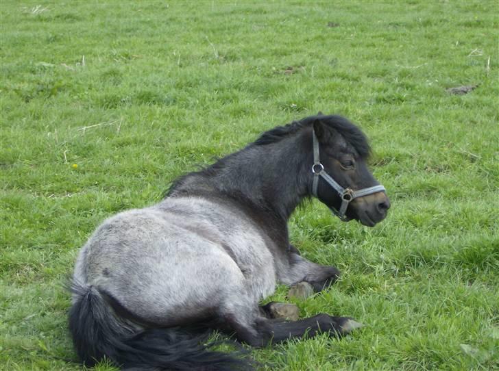 Anden særlig race salka (solgt) R.I.P billede 9