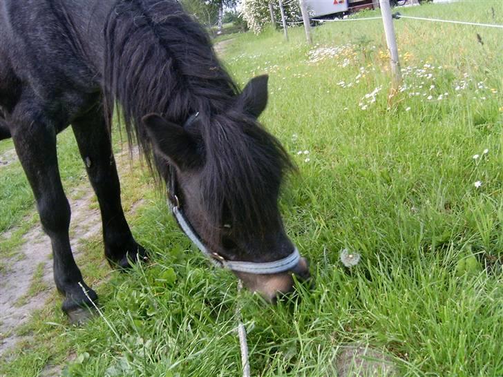 Anden særlig race salka (solgt) R.I.P billede 10