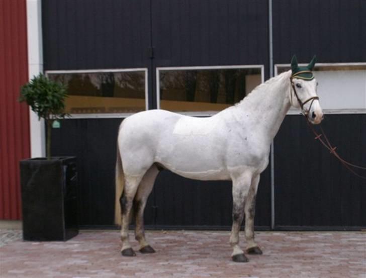 Anden særlig race Nobleman billede 1