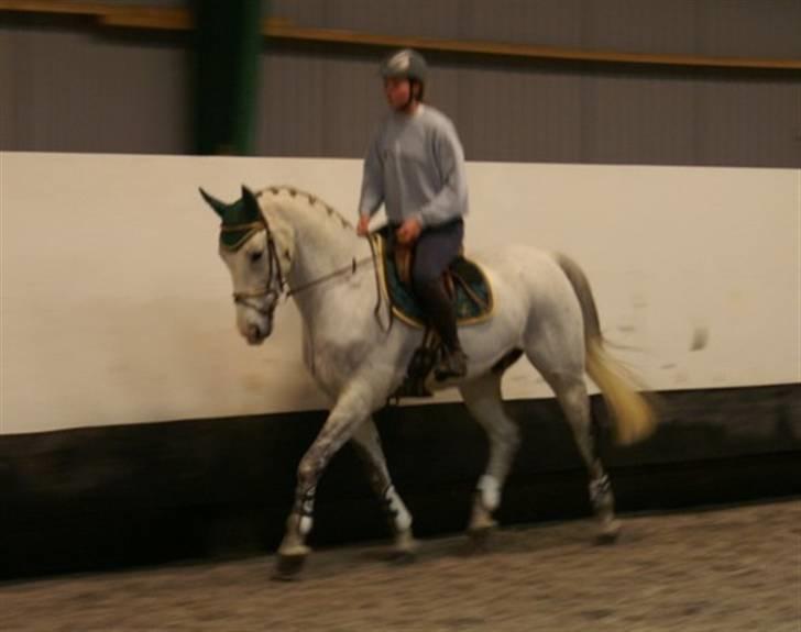 Anden særlig race Nobleman billede 2