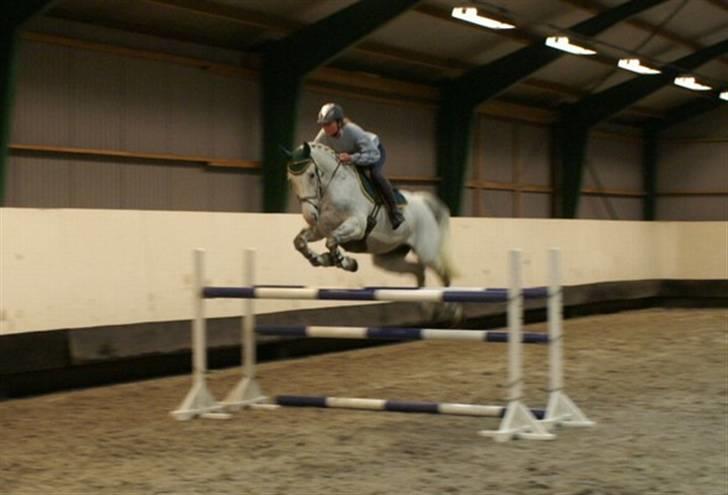 Anden særlig race Nobleman billede 3