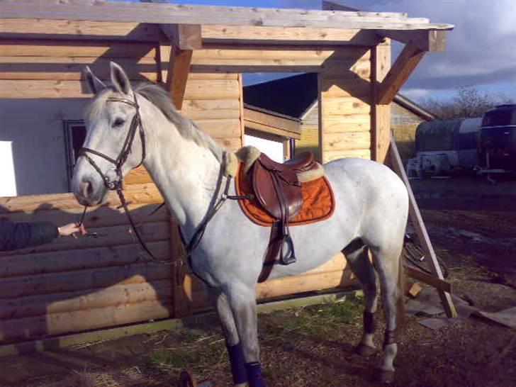 Anden særlig race Nobleman billede 4