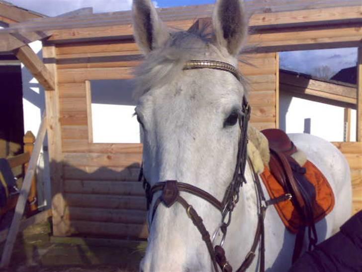Anden særlig race Nobleman billede 5
