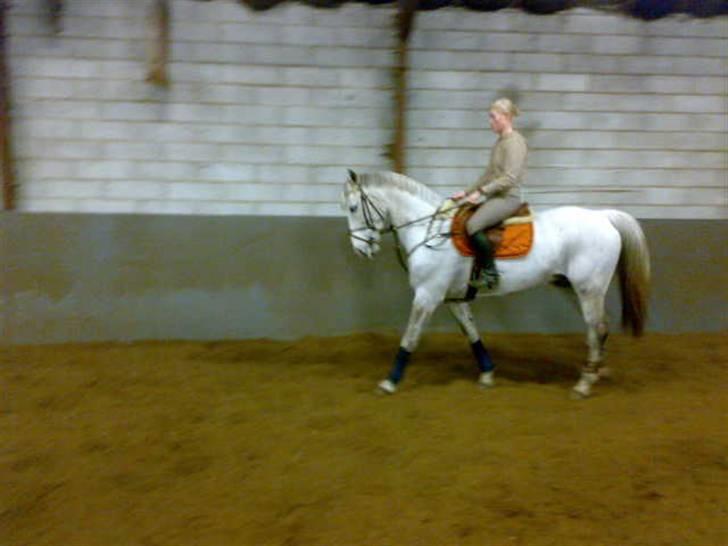 Anden særlig race Nobleman billede 6