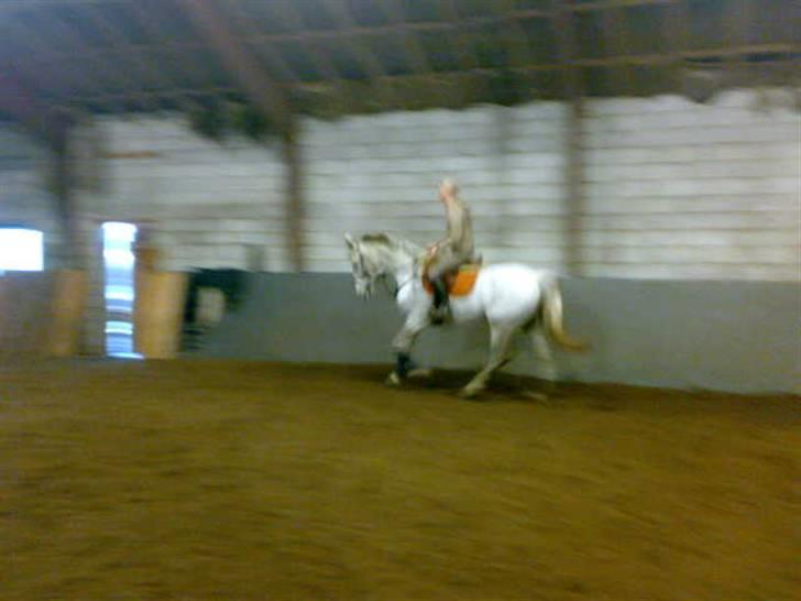 Anden særlig race Nobleman billede 7