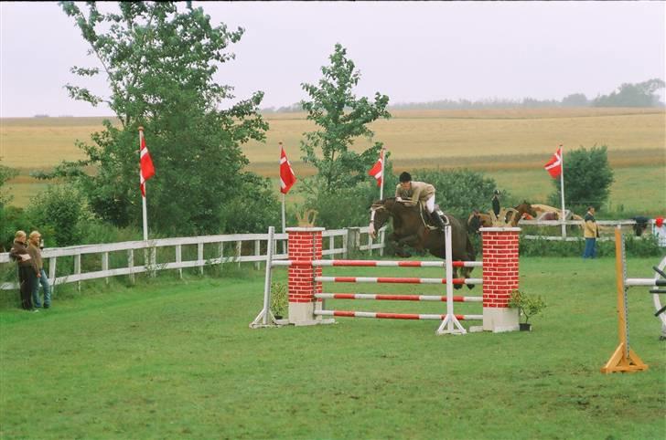 Hollandsk Varmblod Padinka billede 1