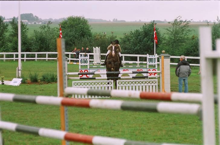 Hollandsk Varmblod Padinka billede 4