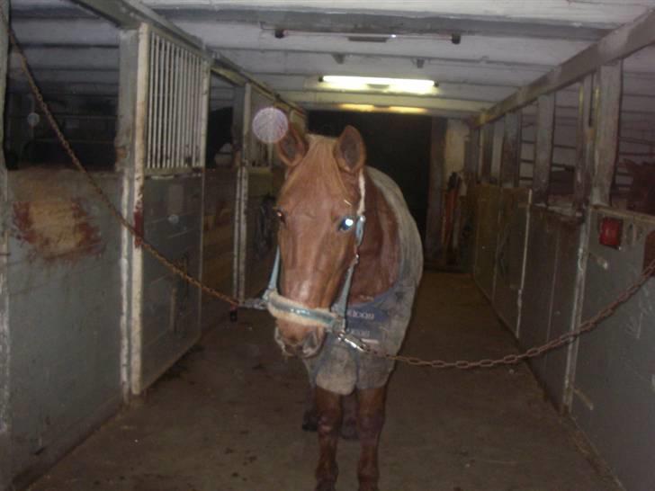 Connemara nelly<33 - det er så nelly elsker diig billede 4