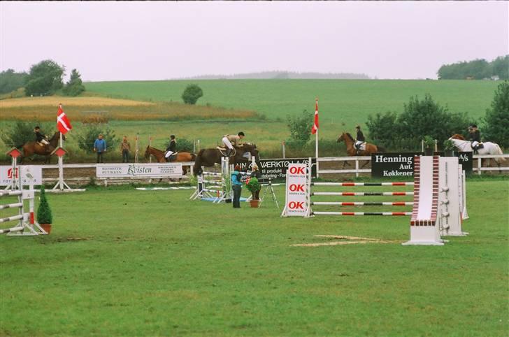 Hollandsk Varmblod Padinka billede 6