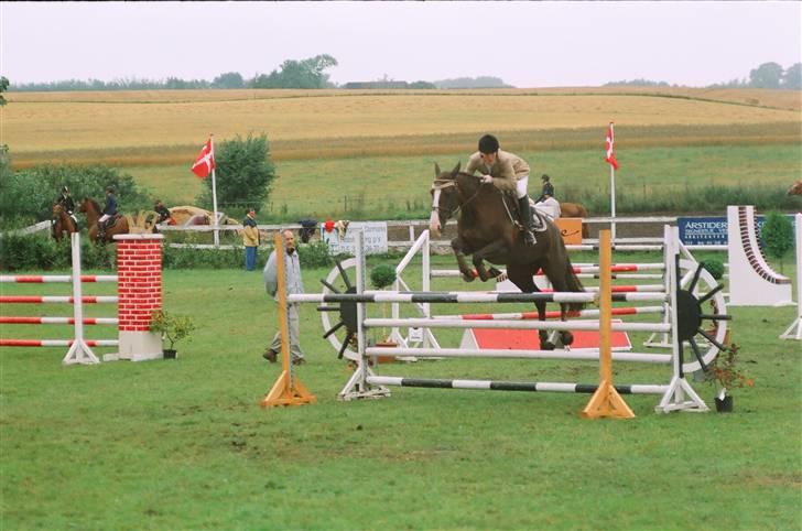 Hollandsk Varmblod Padinka billede 7