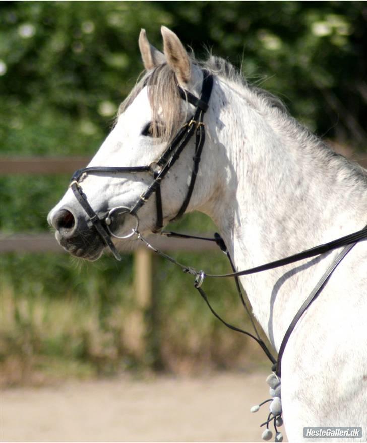 Arabisk fuldblod (OX) Fly - Fly !! billede 16