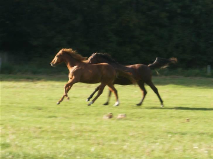 Anden særlig race Kings Champion. ( SOLGT ) billede 18