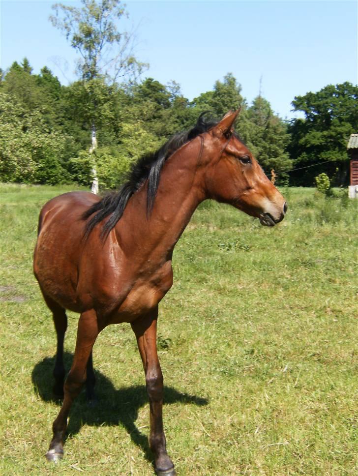 Anden særlig race Kings Champion. ( SOLGT ) - Kings Champion billede 20