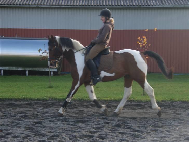 Pinto Fønix billede 18