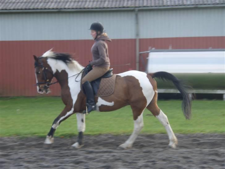 Pinto Fønix billede 19