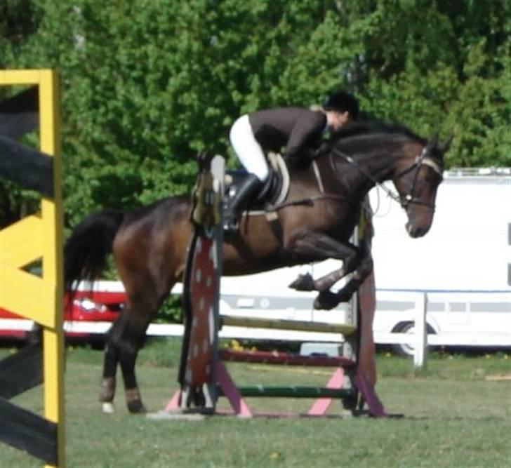 Dansk Varmblod Lykkehøjs Athene - Athenes første stævne billede 4